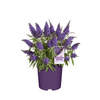 Butterfly Candy® Li'l Grape™ Butterfly Bush