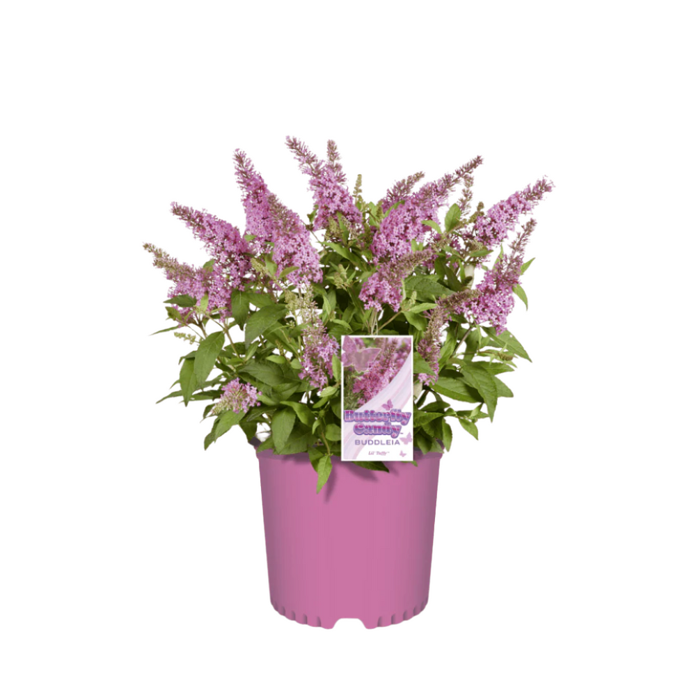 Butterfly Candy® Li'l Taffy™ Butterfly Bush