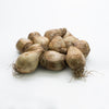 Dutch Master Daffodil Bulbs
