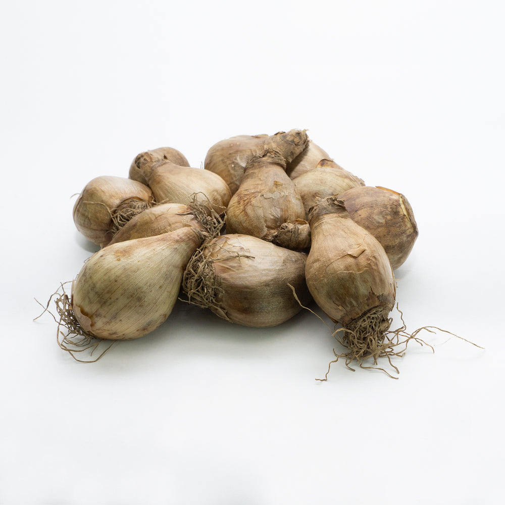 Large Cup Mix Daffodil Bulbs