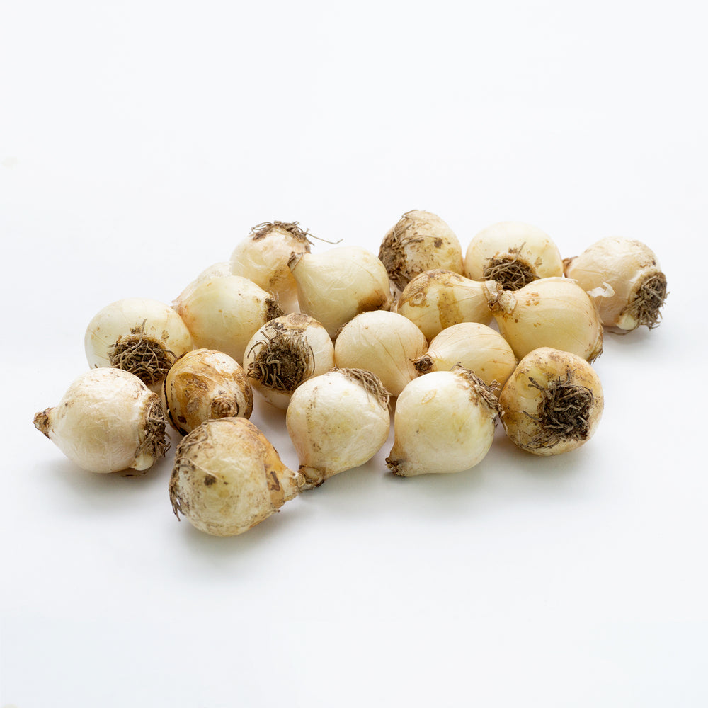 Delft Blue Mix Grape Hyacinth Bulbs