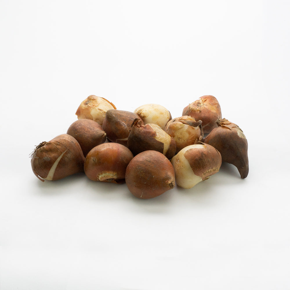 Carnival De Rio Tulip Bulbs