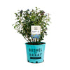 Bushel and Berry® Perpetua Blueberry Bush