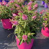Butterfly Candy® Li'l Taffy™ Butterfly Bush