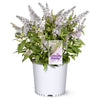Butterfly Candy® Li'l Coconut Butterfly Bush