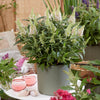 Butterfly Candy® Li'l Coconut Butterfly Bush