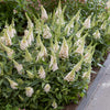 Butterfly Candy® Li'l Coconut Butterfly Bush