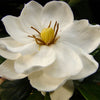 Gardenia Buttons Shrub