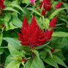 Flamma Bright Red Celosia Plant
