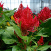 Flamma Red Celosia Plant
