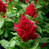 Flamma Rose Celosia Plant
