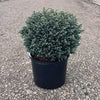 Iseli® Blue Moon Sawara Cypress Shrub