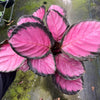 Purple Rose Plant