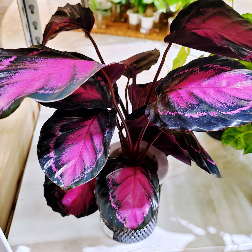 Purple Rose Plant