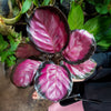 Purple Rose Plant