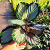 Northern Lights Calathea Plant