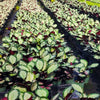 Northern Lights Calathea Plant