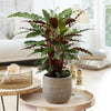 Calathea Rufibarba