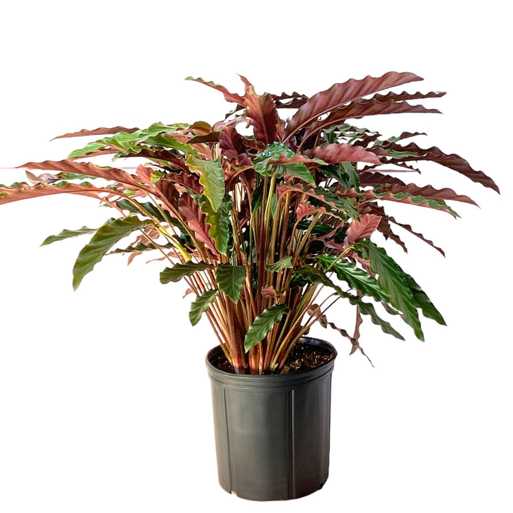Calathea Rufibarba