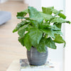 Network Calathea Plant