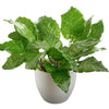Network Calathea Plant