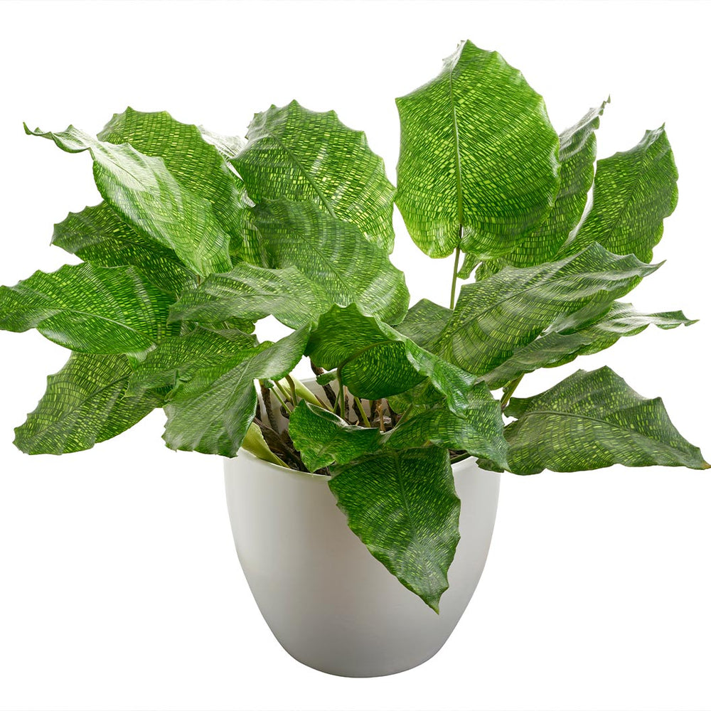 Network Calathea Plant