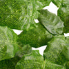 Network Calathea Plant