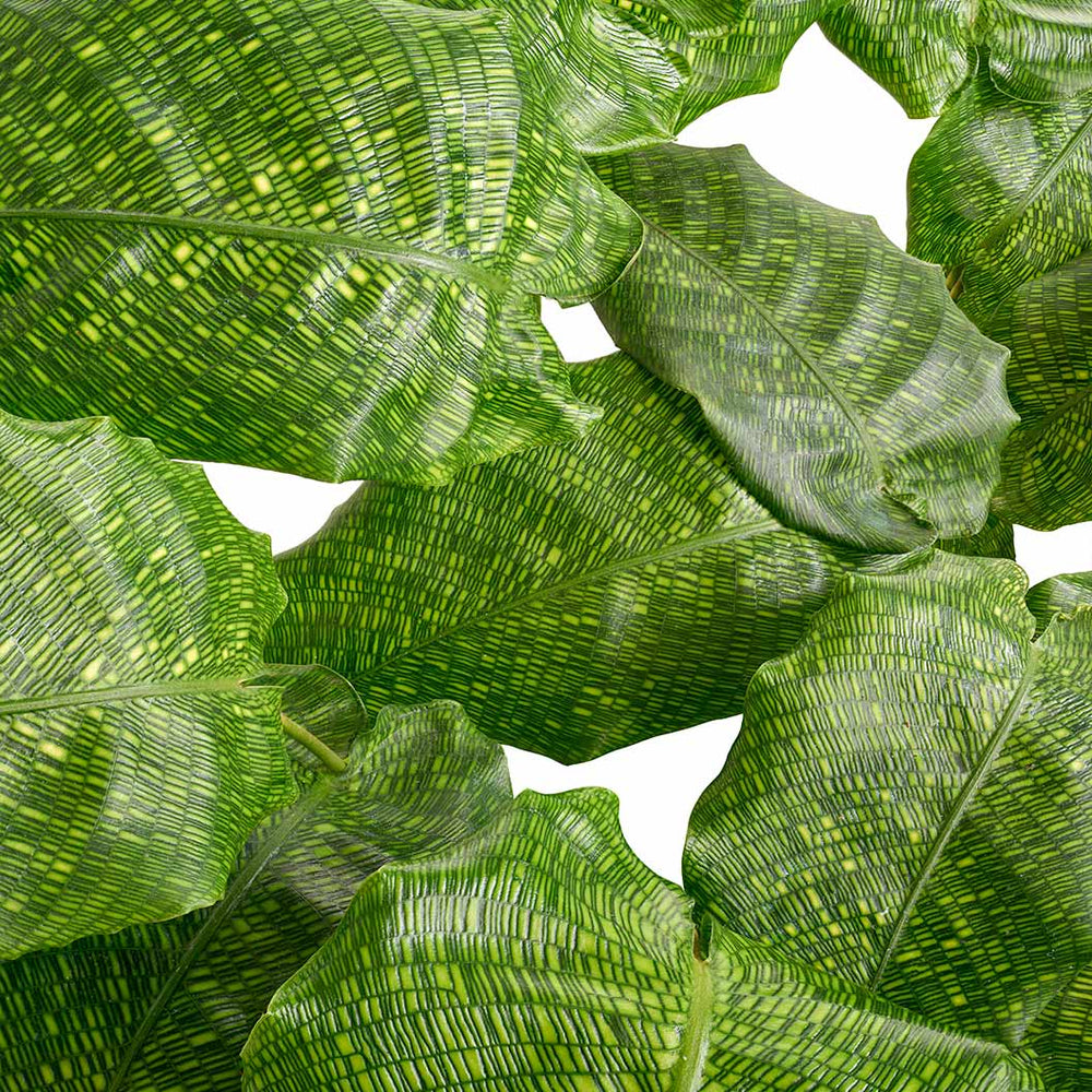 Network Calathea Plant