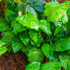 Network Calathea Plant