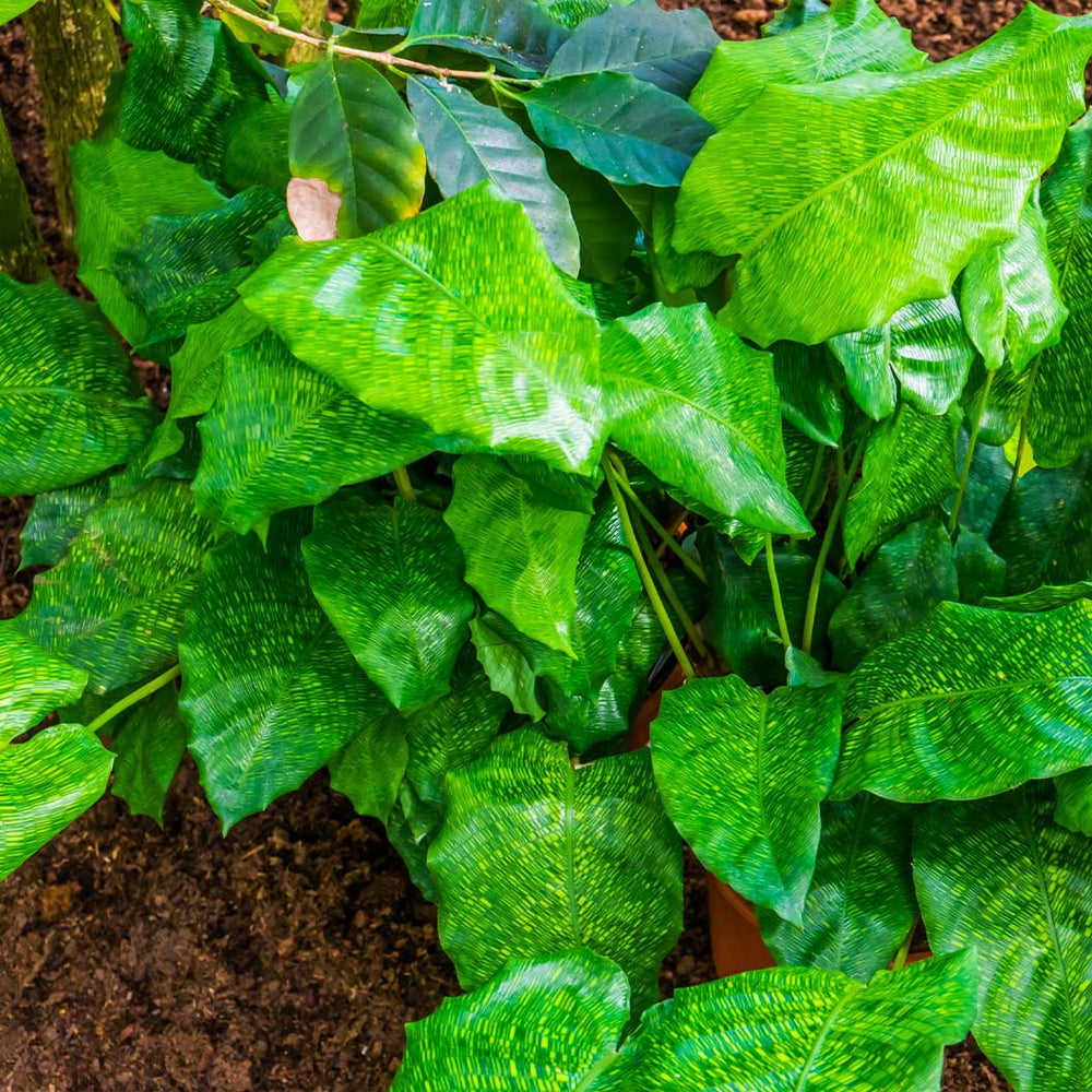 Network Calathea Plant