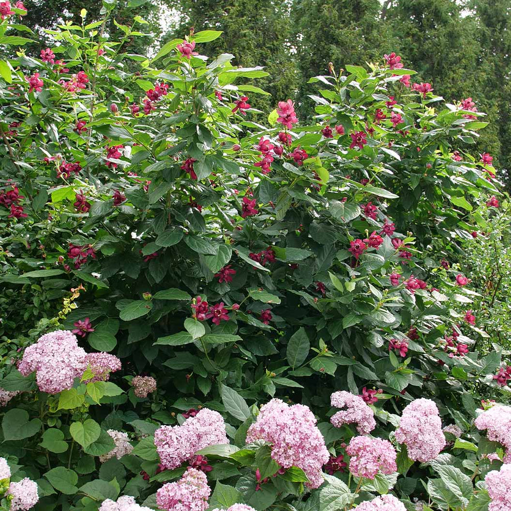 Proven Winners® Aphrodite Sweetshrub