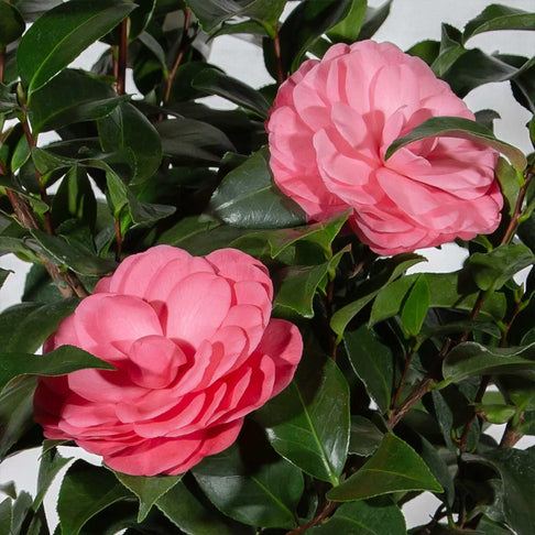 Early Wonder® Camellia Shrub