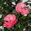 Early Wonder® Camellia Shrub