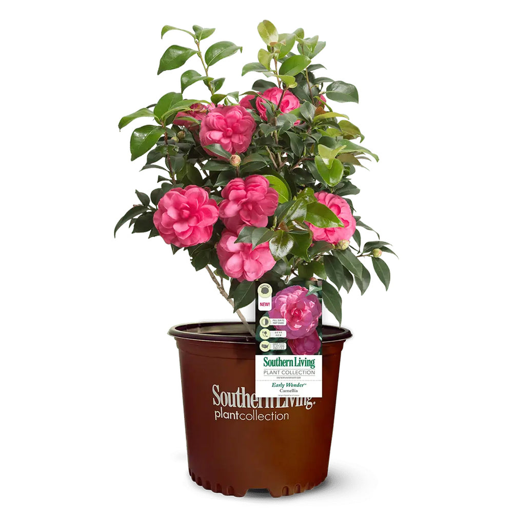 Early Wonder® Camellia Shrub