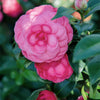 Early Wonder® Camellia Shrub