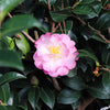Southern Living® October Magic® Orchid™ Camellia Shrub