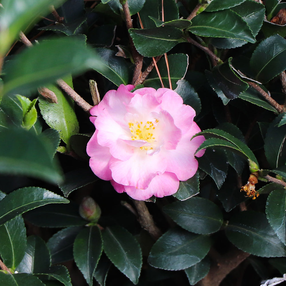 Southern Living® October Magic® Orchid™ Camellia Shrub