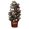 Southern Living® October Magic® Orchid™ Camellia Shrub