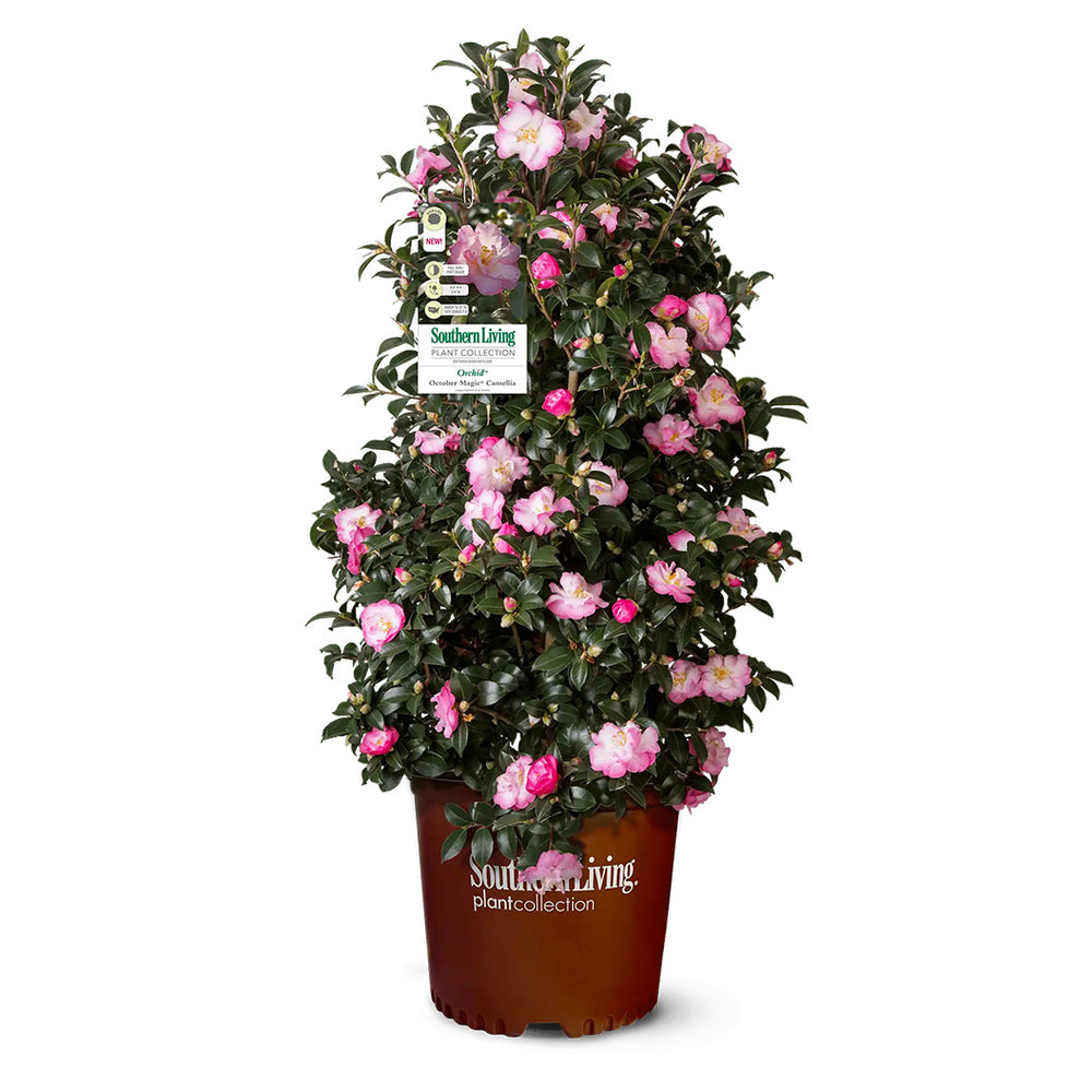 Southern Living® October Magic® Orchid™ Camellia Shrub