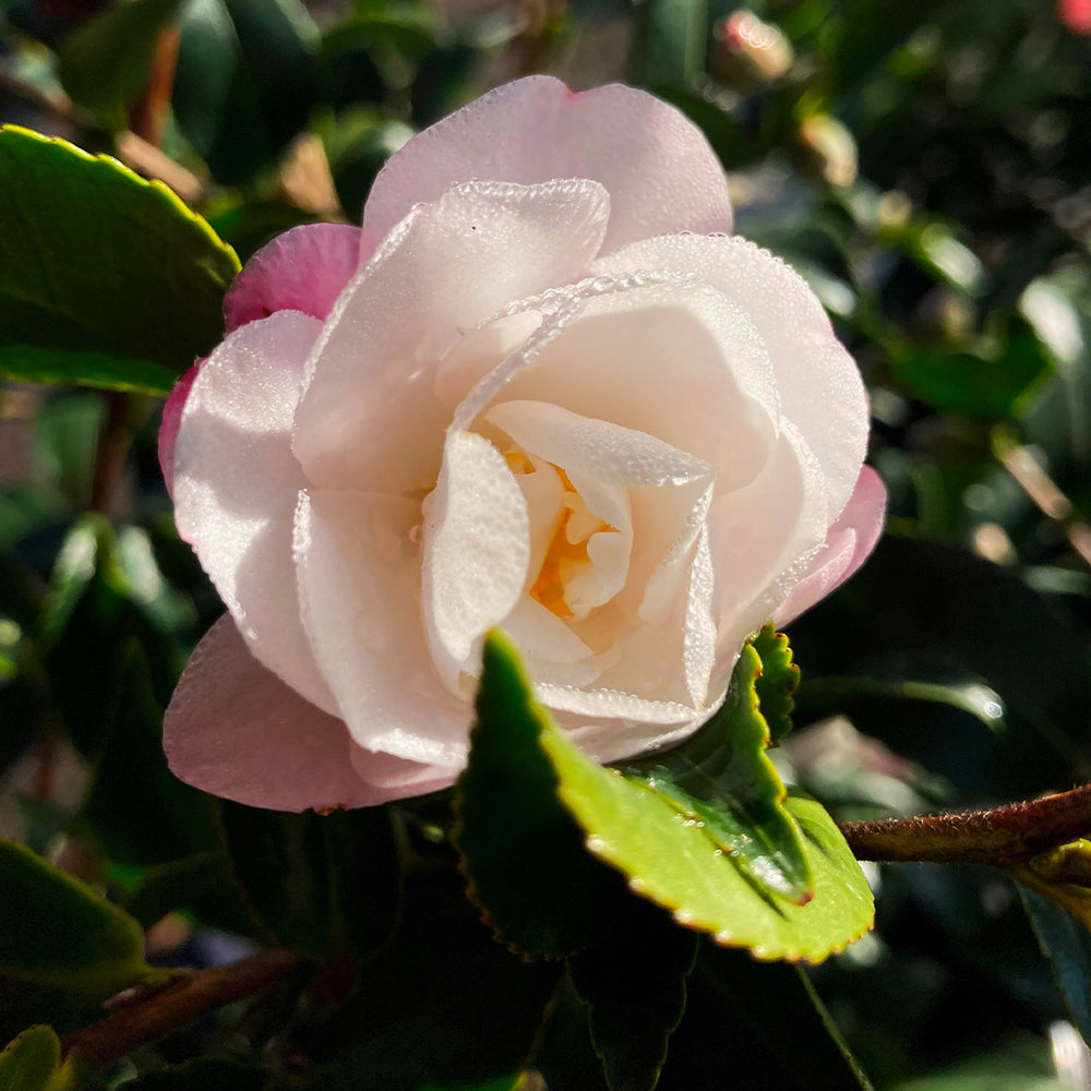 Southern Living® October Magic® Orchid™ Camellia Shrub