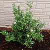 Southern Living® October Magic® Orchid™ Camellia Shrub