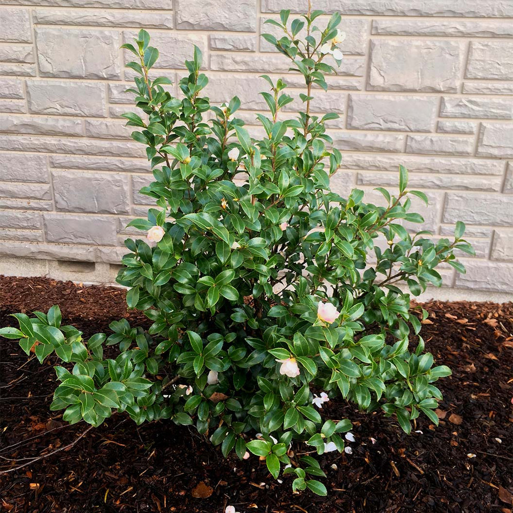 Southern Living® October Magic® Orchid™ Camellia Shrub