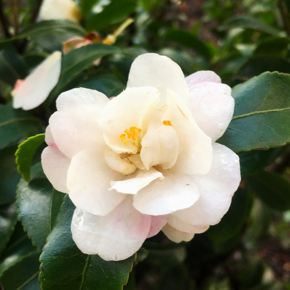 Southern Living® October Magic® Orchid™ Camellia Shrub