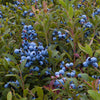 Garden District Candelabra® Highbush Blueberry Bush