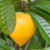 Canistel Eggfruit Tree