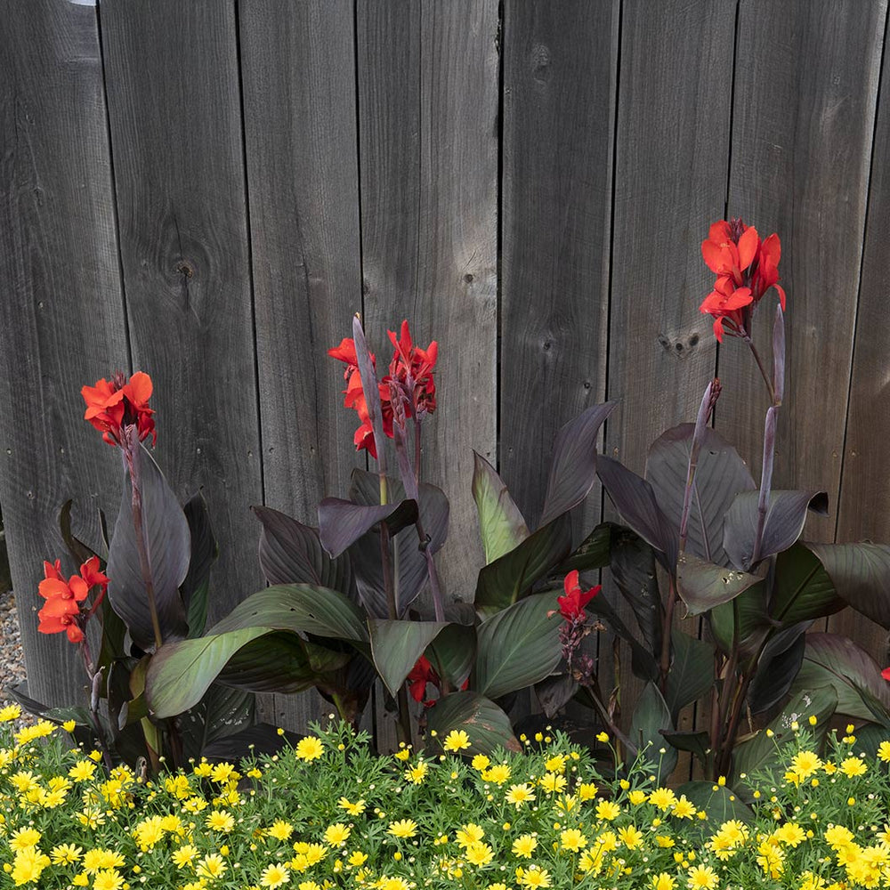 Canna Cannova® ‘Bronze Scarlet’ Lily Plant