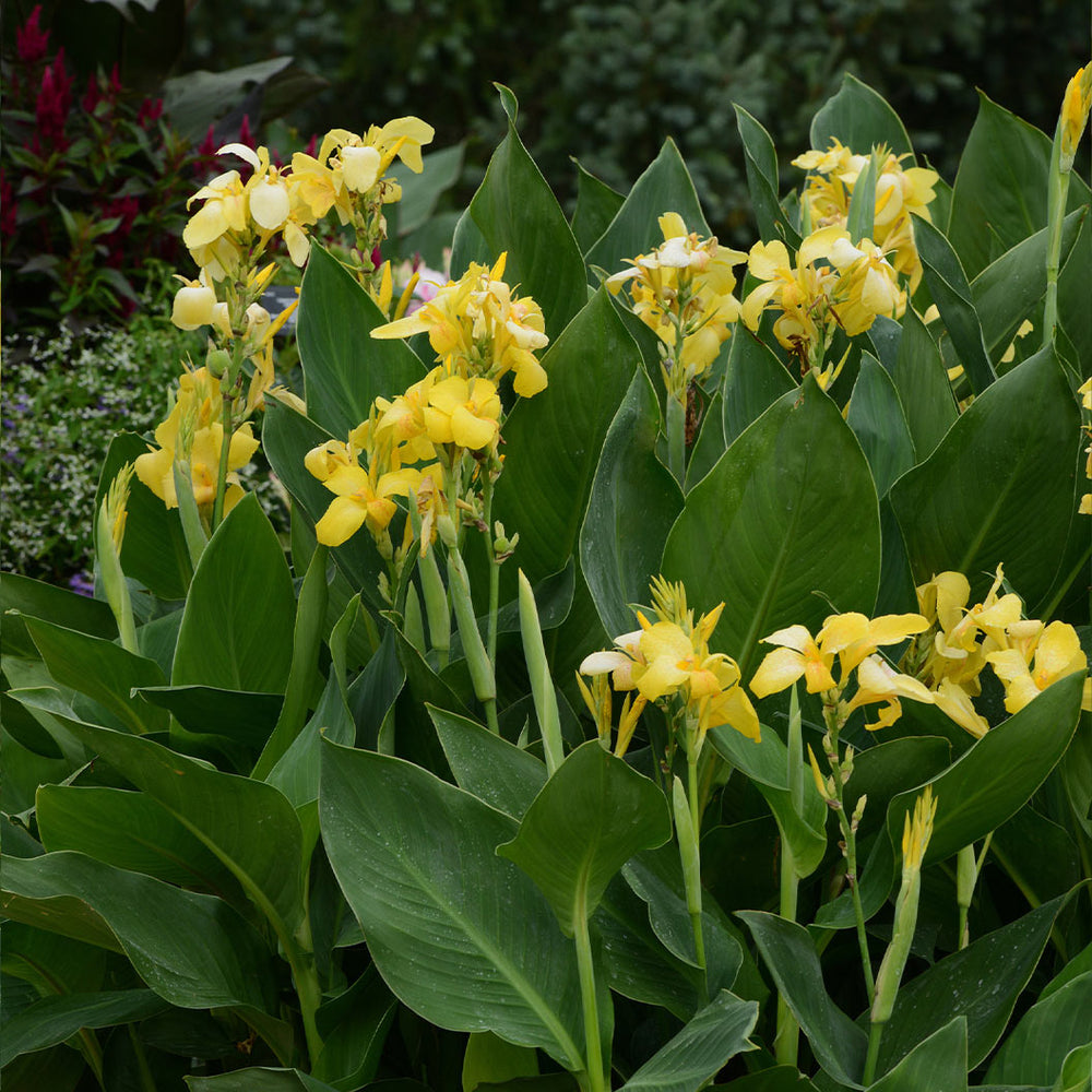 Canna Cannova® Yellow Lily Plant