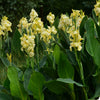 Canna Cannova® Yellow Lily Plant