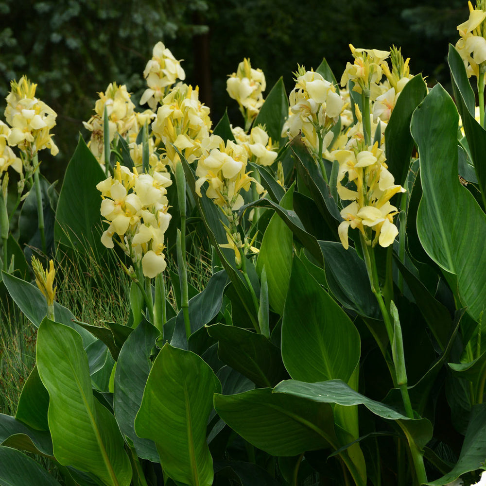 Canna Cannova® Yellow Lily Plant