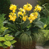 Canna Cannova® Yellow Lily Plant